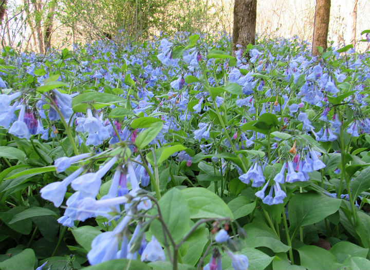 Virginia Bluebells